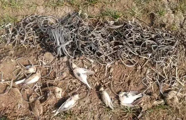 从禾花雀到云雀，又一种鸟快被中国人吃绝种了！