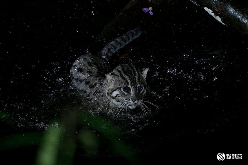 全世界有哪三所夜间动物园,全国第一夜间野生动物园