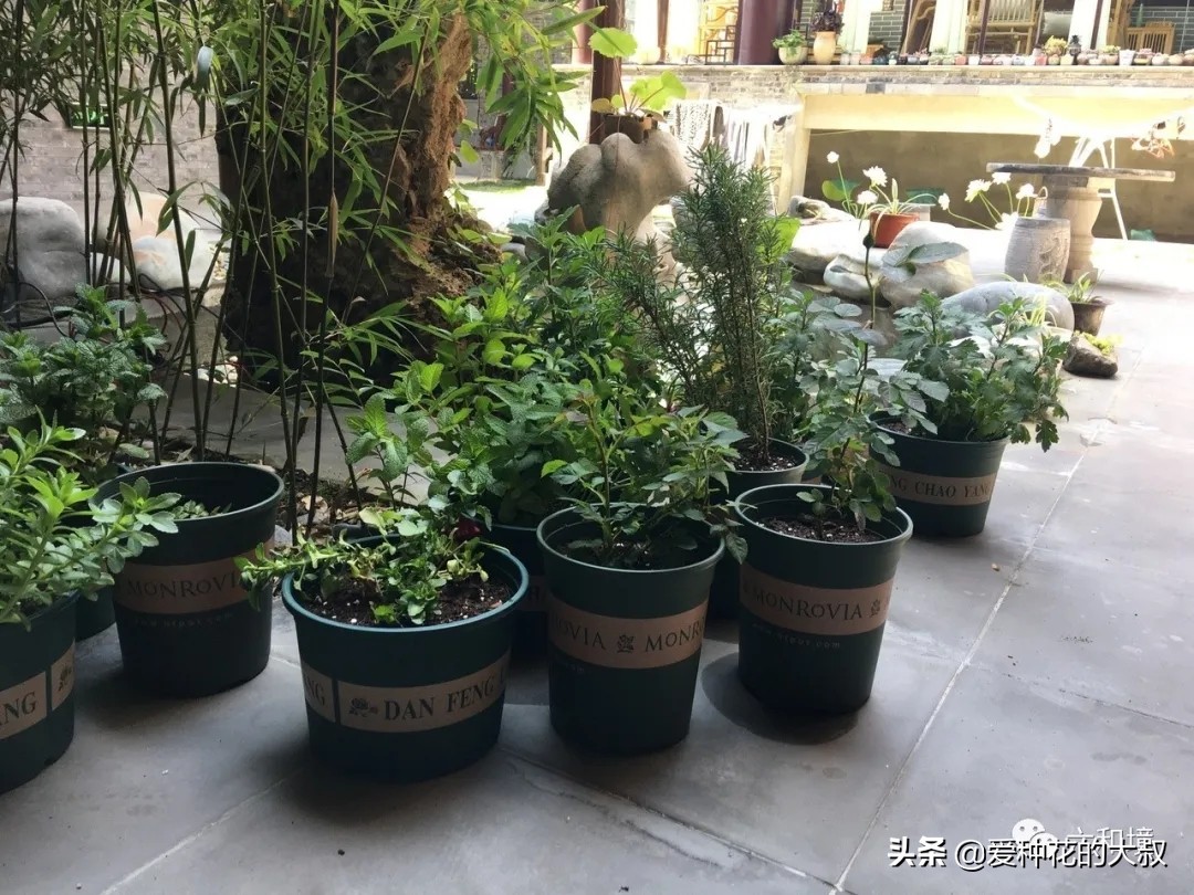 泰州六和境禅意庭院民宿,一院花香