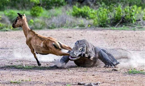 四脚蛇是什么物种,南方常见的四脚蛇