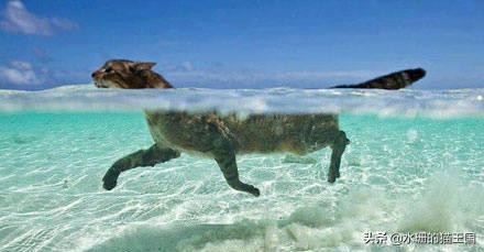 猫溺水2分钟能缓过来吗,猫咪会溺水吗