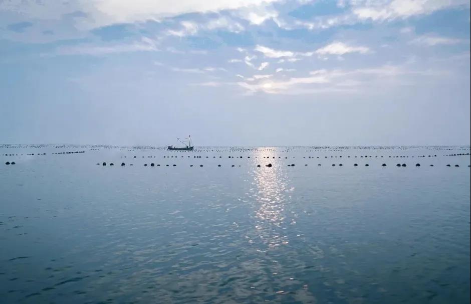 乳山生蚝科普,生蚝冷知识图片