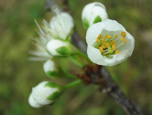 没有蔷薇科,哪里会有春天?
