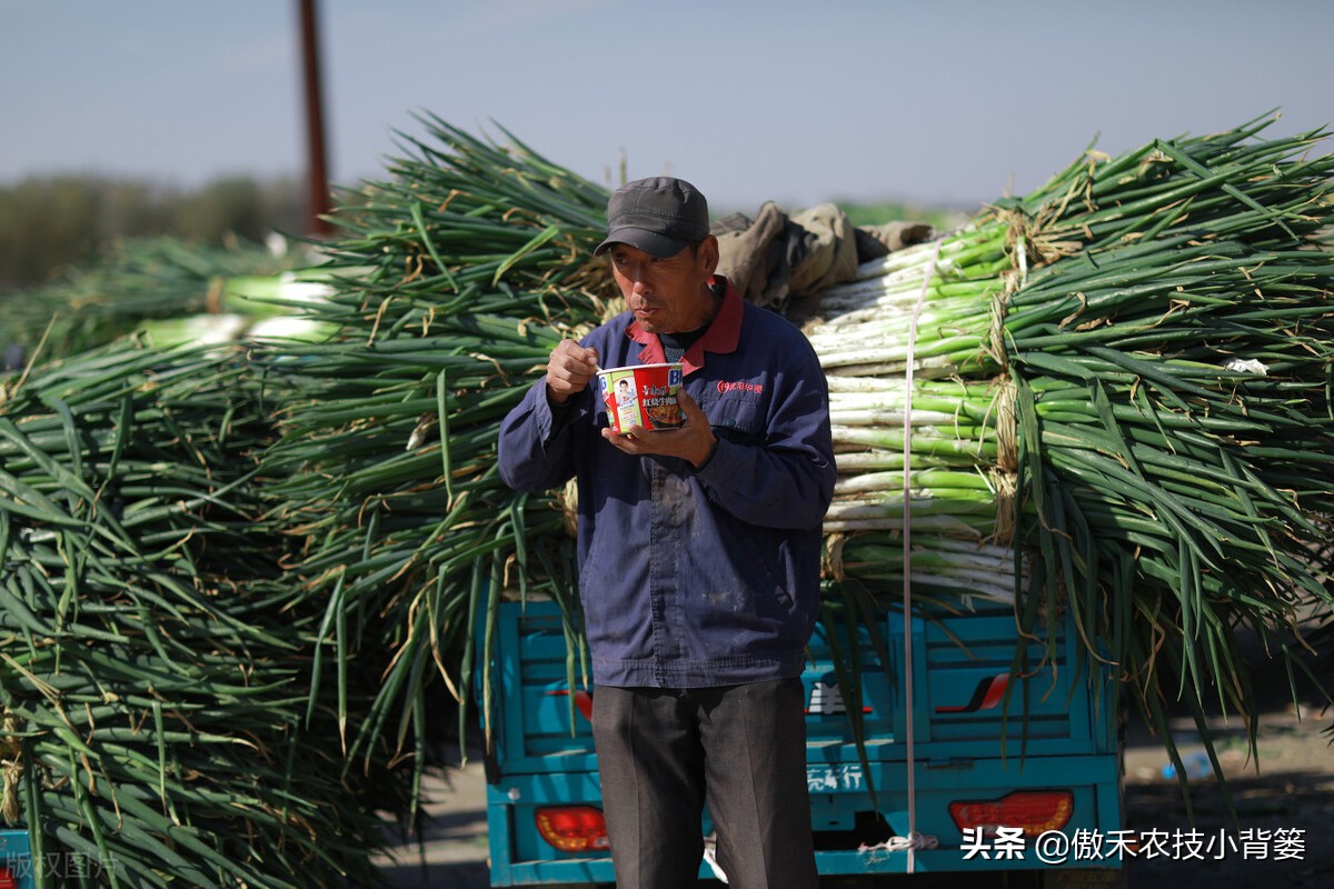 秋季大葱的种植方法和时间,大葱种植技术如何管理