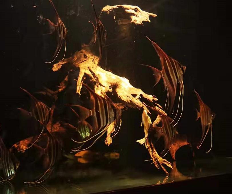 鱼缸频繁死鱼怎么简单处理,鱼缸老是死鱼不是鱼的原因