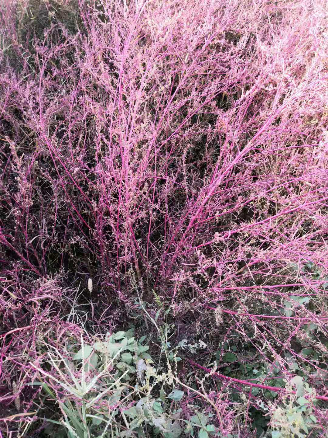 野竹可以入药吗,北方小竹子有什么用