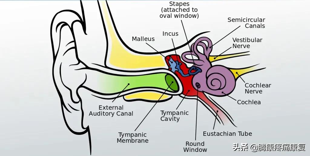 前庭损伤导致的眩晕,前庭系统性眩晕的原因