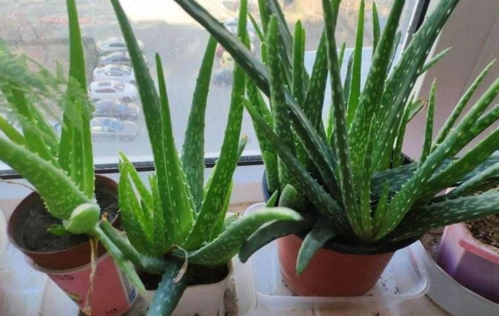 室内适合养的18种植物图片,室内客厅适合养的18种植物