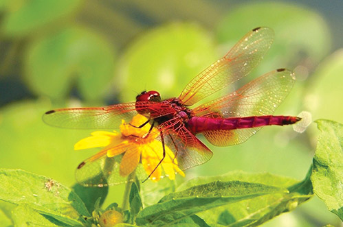 动物世界中最小的昆虫,动物世界最奇特的鸟