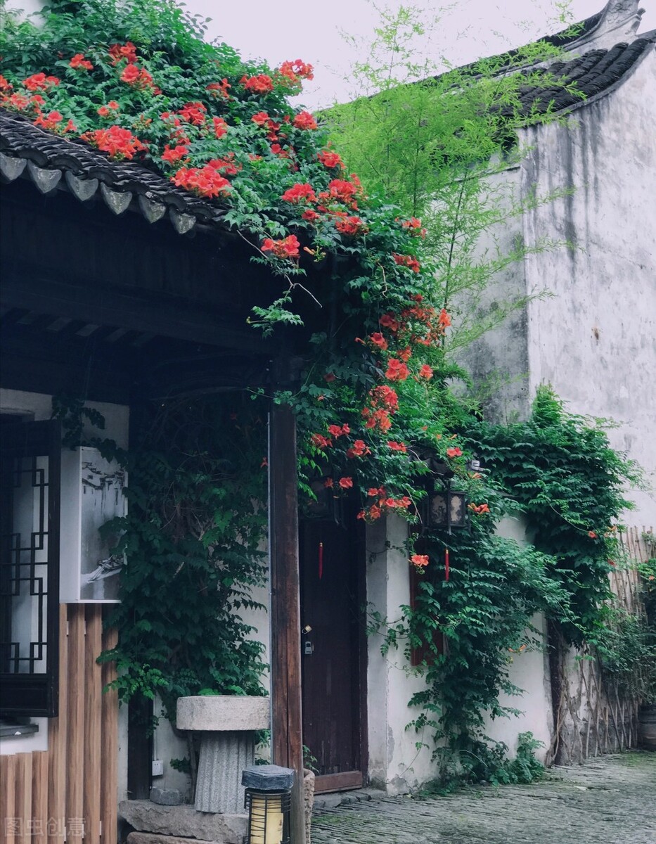 郁郁葱葱的多肉植物,适合阳光足的一年四季开花的植物