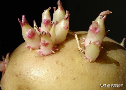 春天发芽的土豆吃了怎么办,春天吃土豆的危害