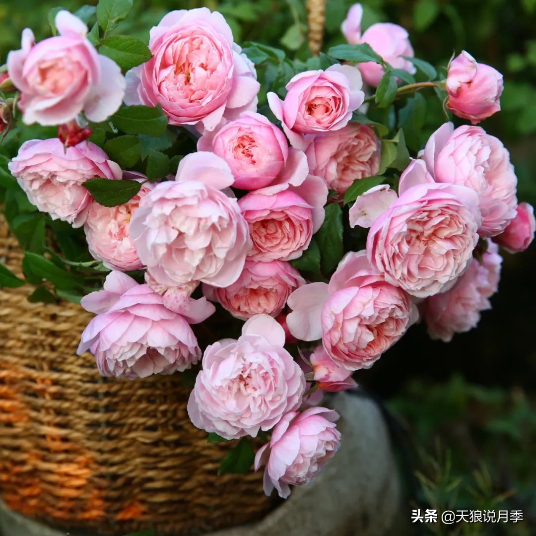 不容易，天狼自育终于打折了！空蒙只要50不到！