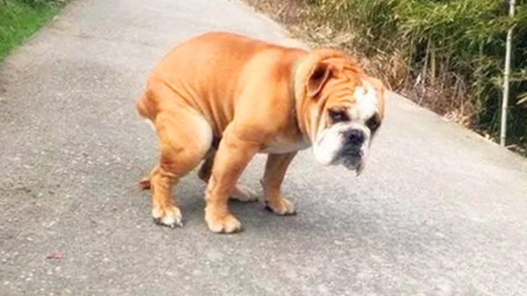 猫砂可以给狗狗用吗,猫砂可以给龟用吗