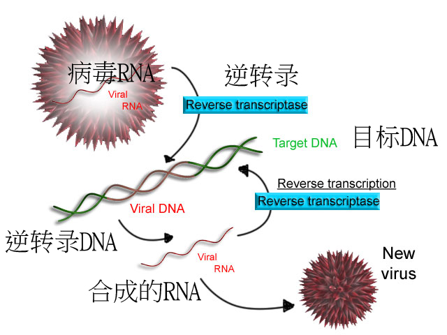 新型冠状病毒pcr检测操作规程,冠状病毒核酸检测pcr试剂