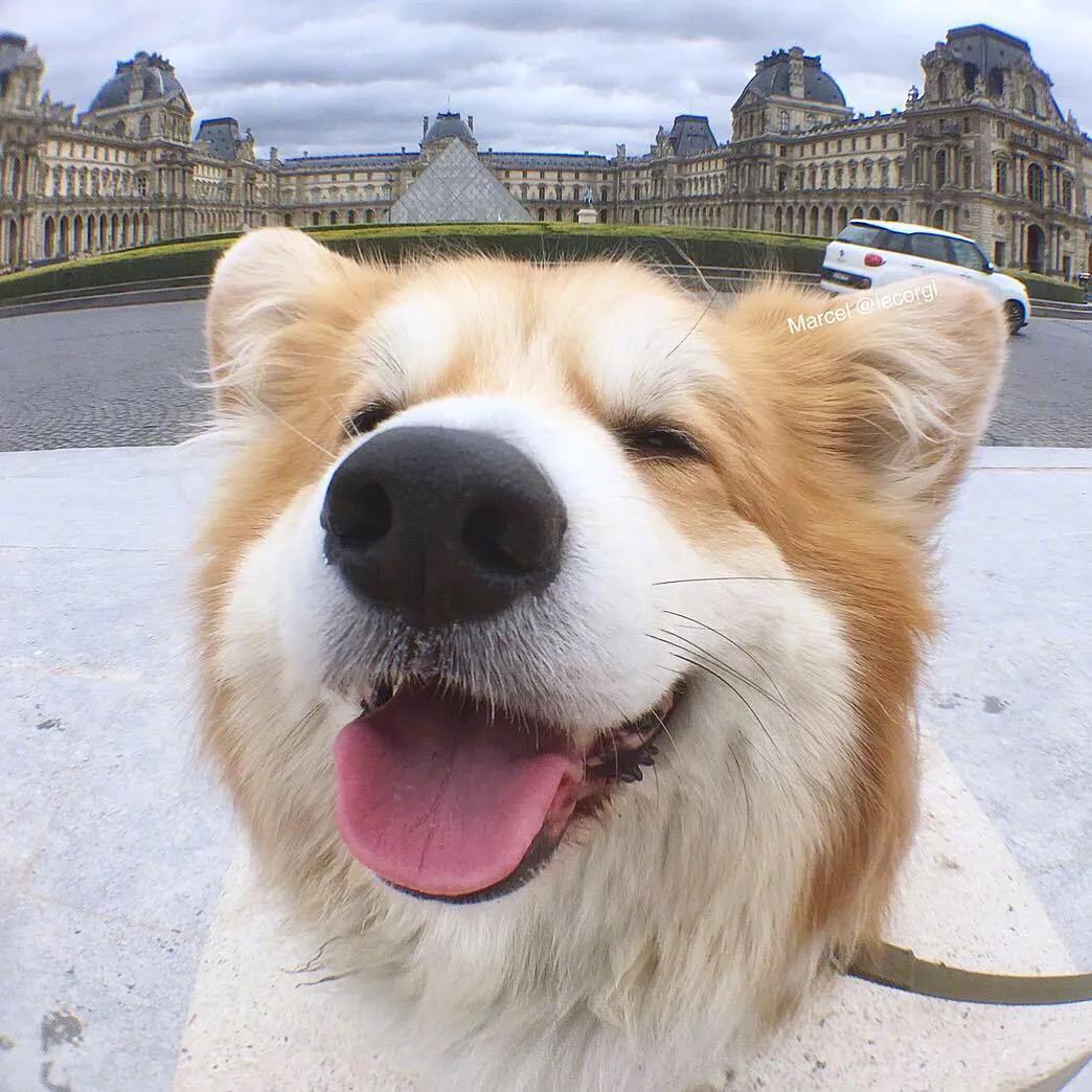 小狗掉毛一块一块的是怎么回事,哪种小狗最好养不臭不掉毛