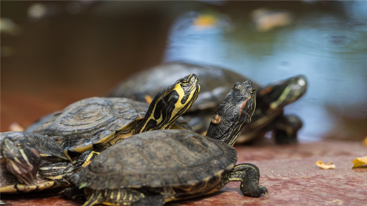 天气冷乌龟不吃食,乌龟冬天不吃食怎么办