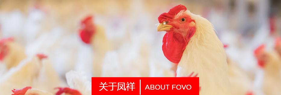 山东凤祥食品有限公司电话,新凤祥集团白羽肉鸡