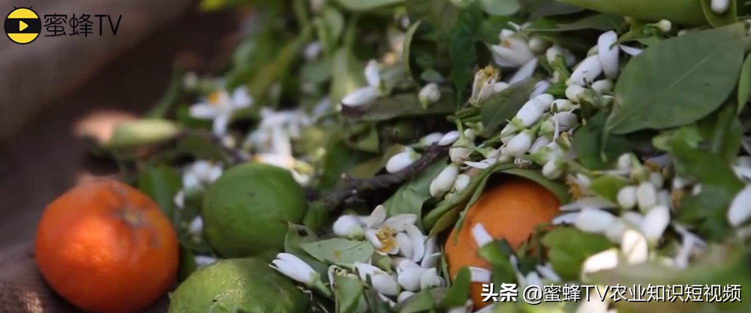 2.4-d用什么溶解,2-4d用什么来稀释