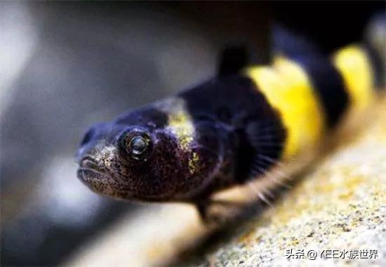 小蜜蜂鱼的饲养方法,养黄蜂鱼的正确方法