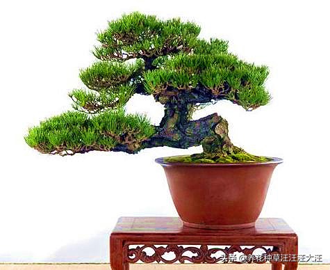 亭亭山上松瑟瑟谷中风谁写的,黑松临水造型盆景