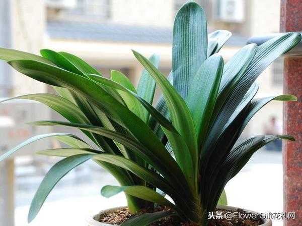 君子兰夹箭后要多浇水还是少浇水,养护君子兰需要什么盆土