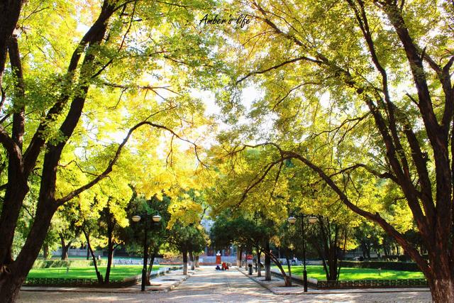 山东有一所毕业生90%能当公务员的大学，名气不大，就业率很高