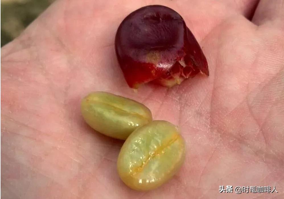 咖啡豆红蜜处理,咖啡豆水洗和日晒蜜处理风味区别