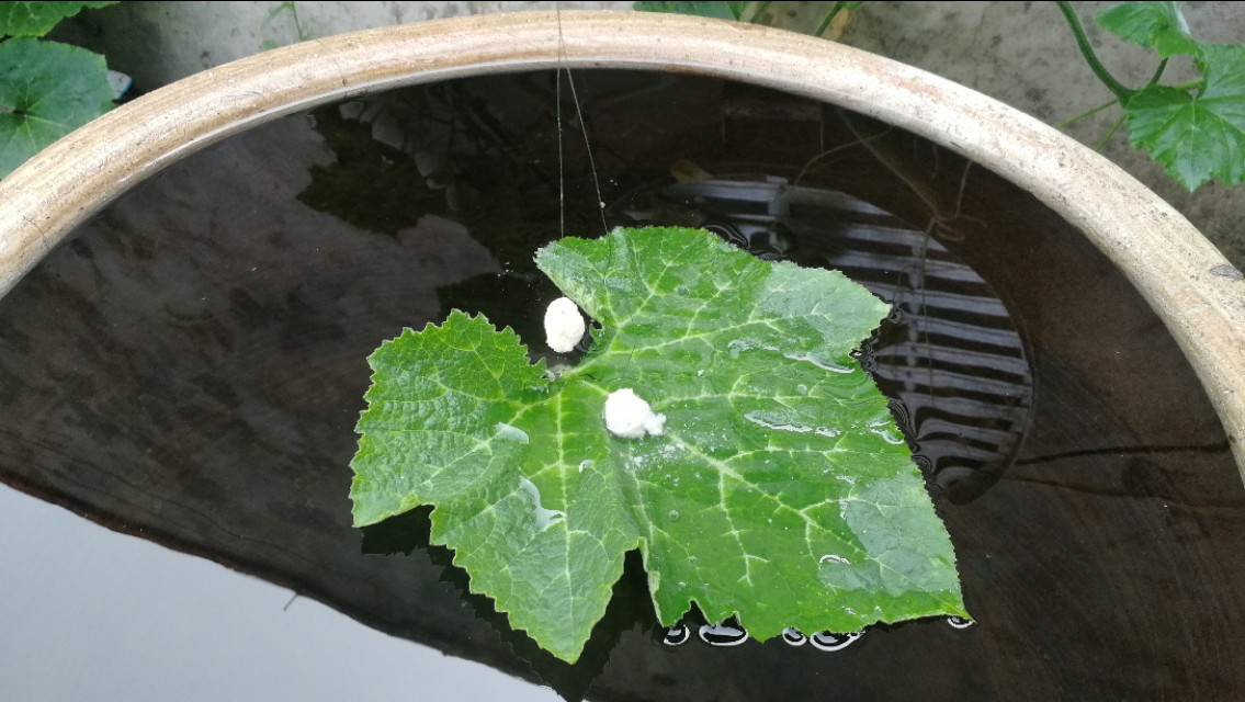 钓鱼鱼口轻漂相不明显怎么调,最正确的调漂方法