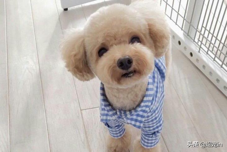 泰迪的便便怎么才算正常,正常的泰迪便便