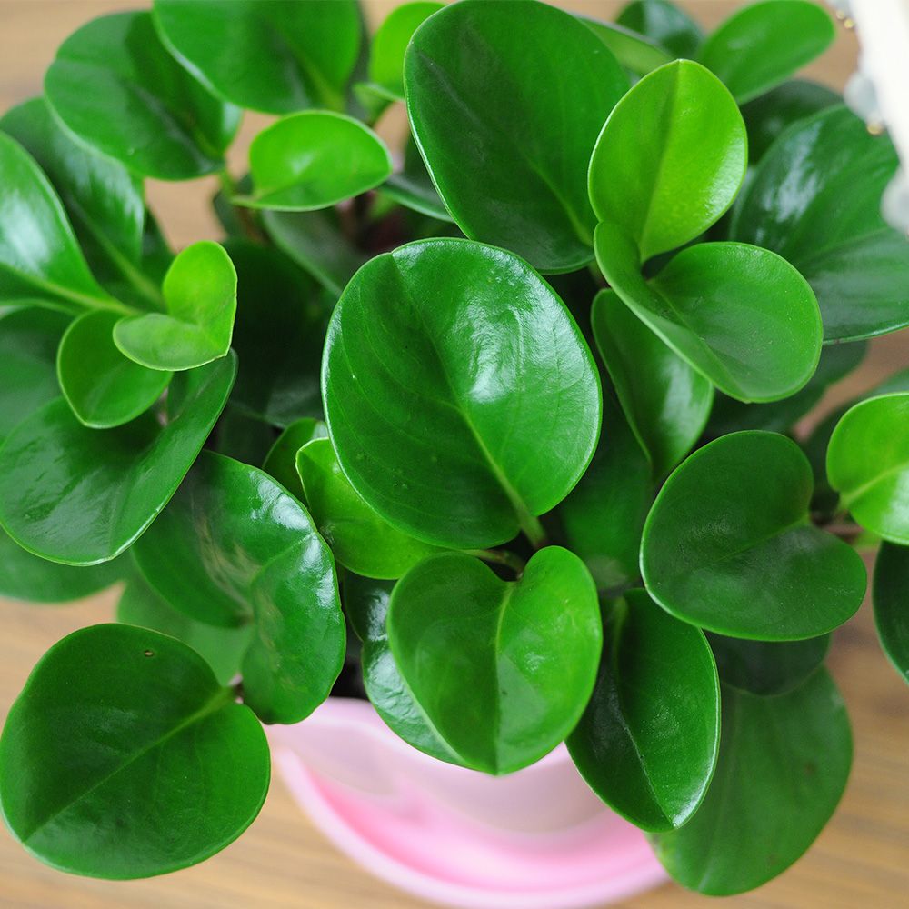 养什么植物可以湿润空气,哪些植物在家里养可以净化空气