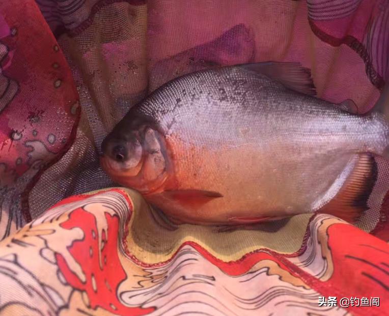 什么鱼老是咬断子线,可以咬断鱼线的鱼