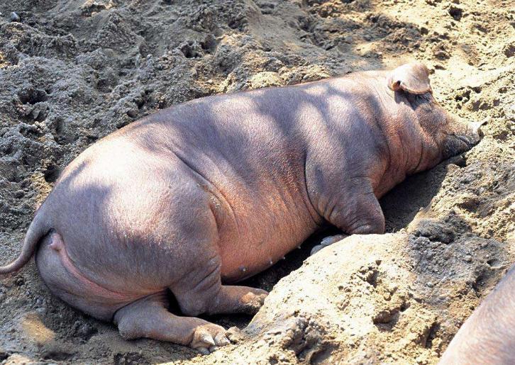 猪流鼻血是怎么回事,猪什么病引起流鲜红鼻血