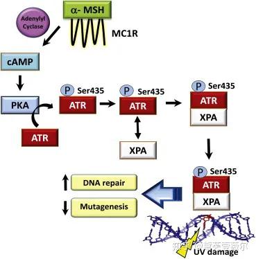 雀斑是什么原因引起的可以去掉吗,雀斑的形成原因及去除方法