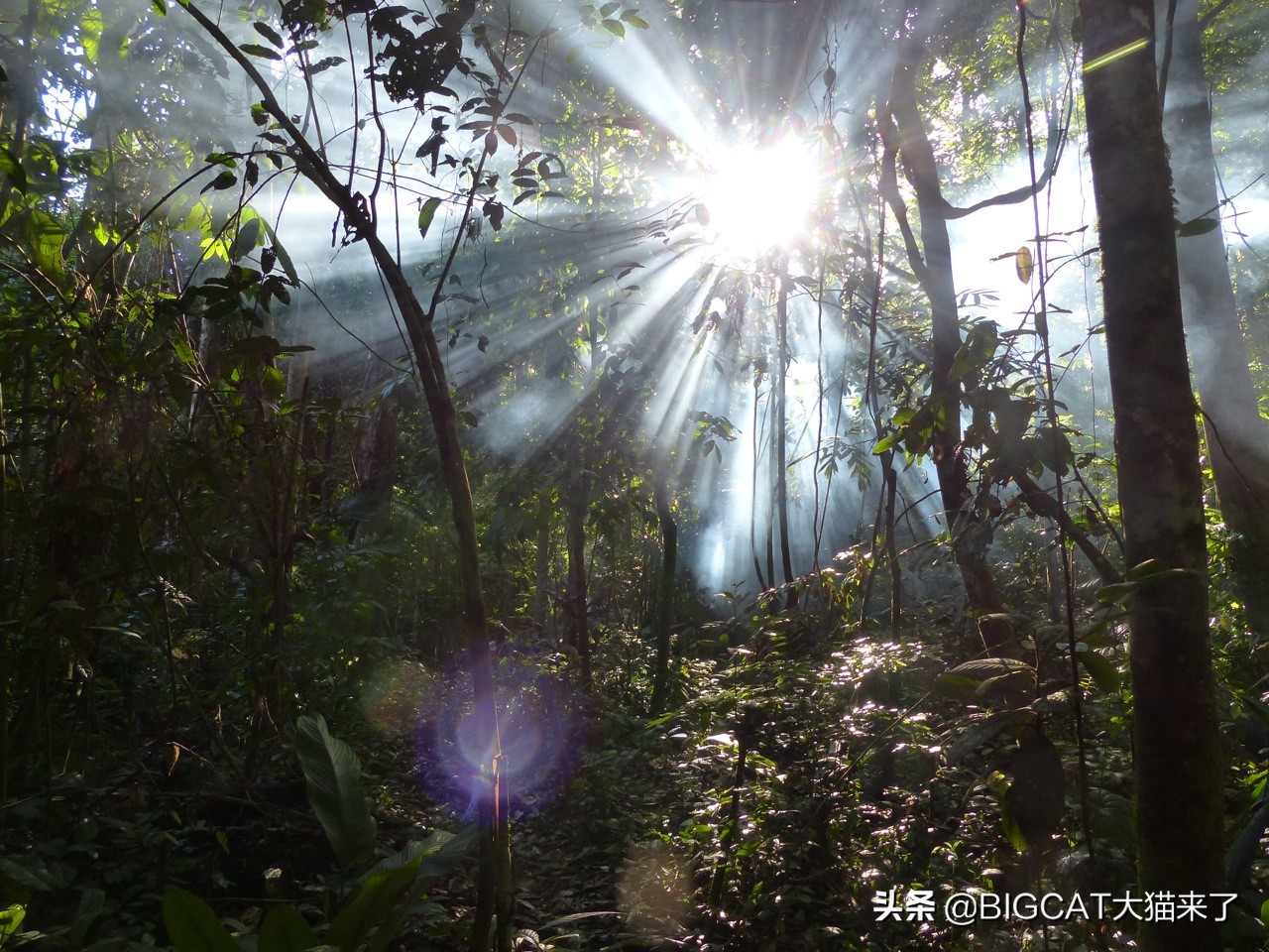 黑豹是哪个国家猫科动物,黑豹动物是哪个品种的豹子