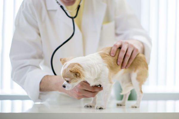 狗到底怎么喂食,狗长期挨饿该怎么喂