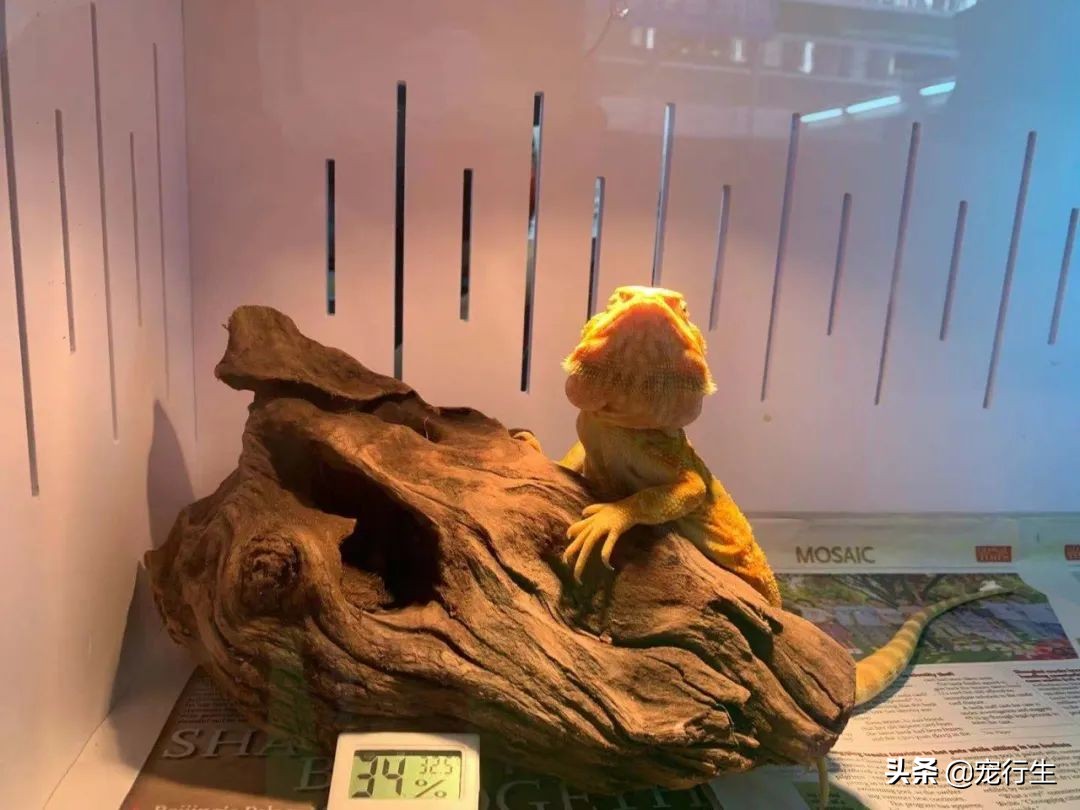 2020CIPS宠物展于广州开展，一大波萌物正在靠近