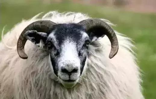 怎样零基础如何学画画,绘画8-12岁儿童学画画