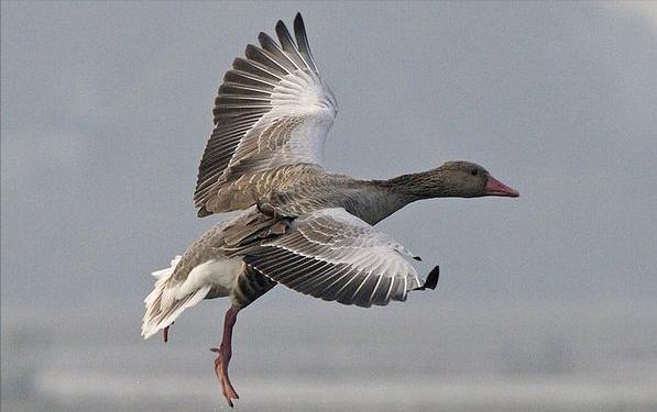 东江揽胜,惠州淡水常见鸟类图谱