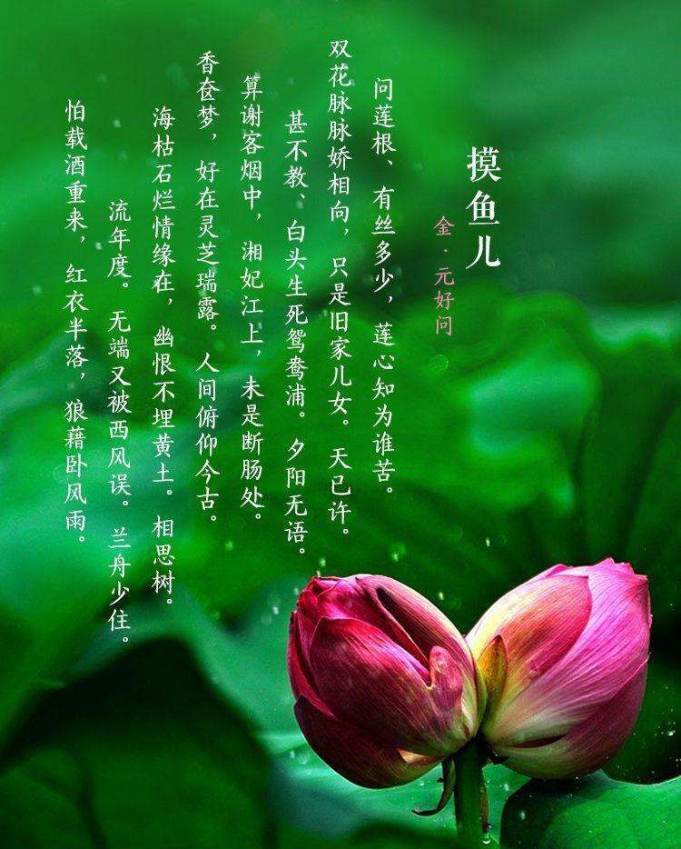 元好问摸鱼儿问莲根有丝多少,摸鱼儿问莲根有丝多少朗诵