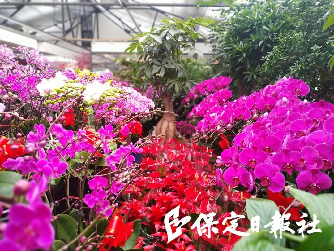 保定最大的花卉批发市场在哪里,保定花卉市场有哪些品种
