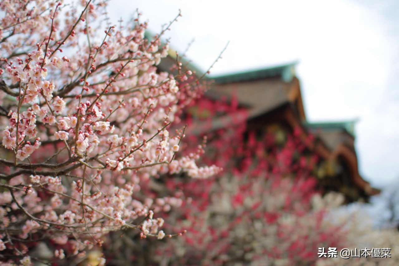 不先一步感受春天的到来吗日本全国华丽的梅花名胜