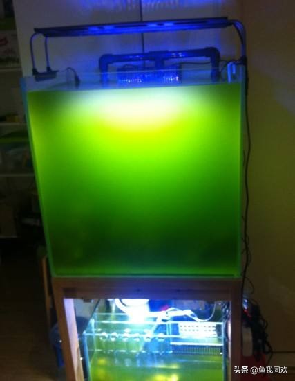 缸内怎么除藻,养鱼除藻