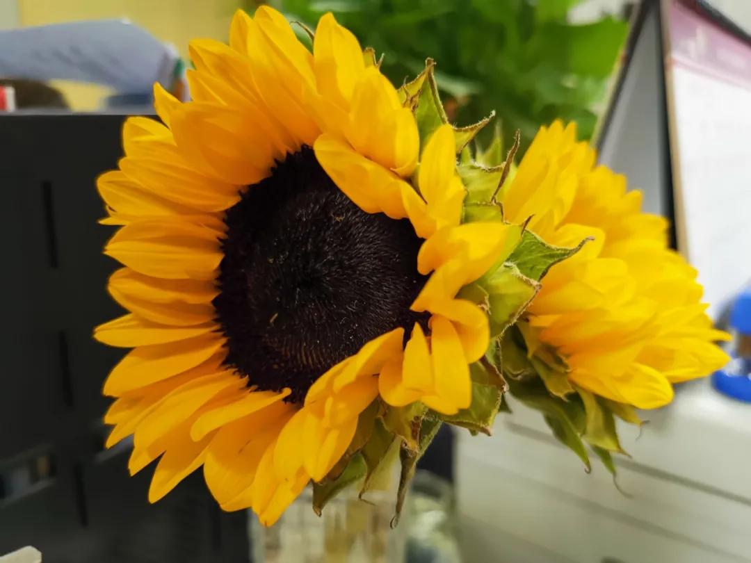 知“鼻”知己防敏于未然