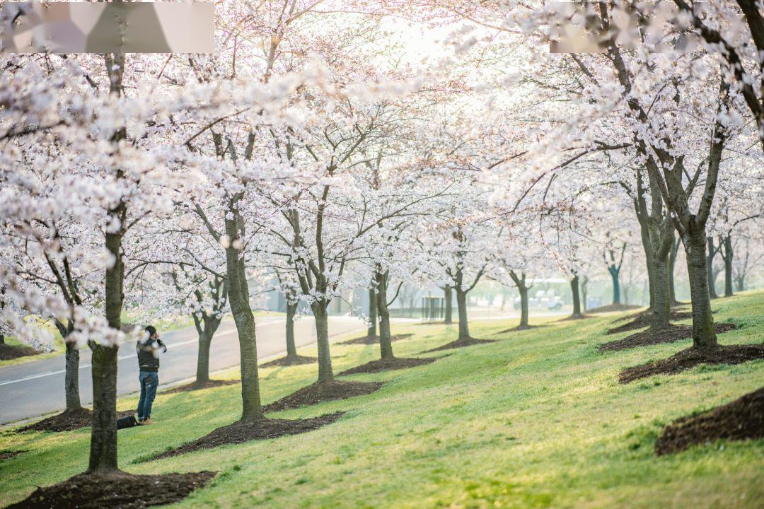 上海顾村公园樱花时间,2022上海顾村公园樱花开了吗