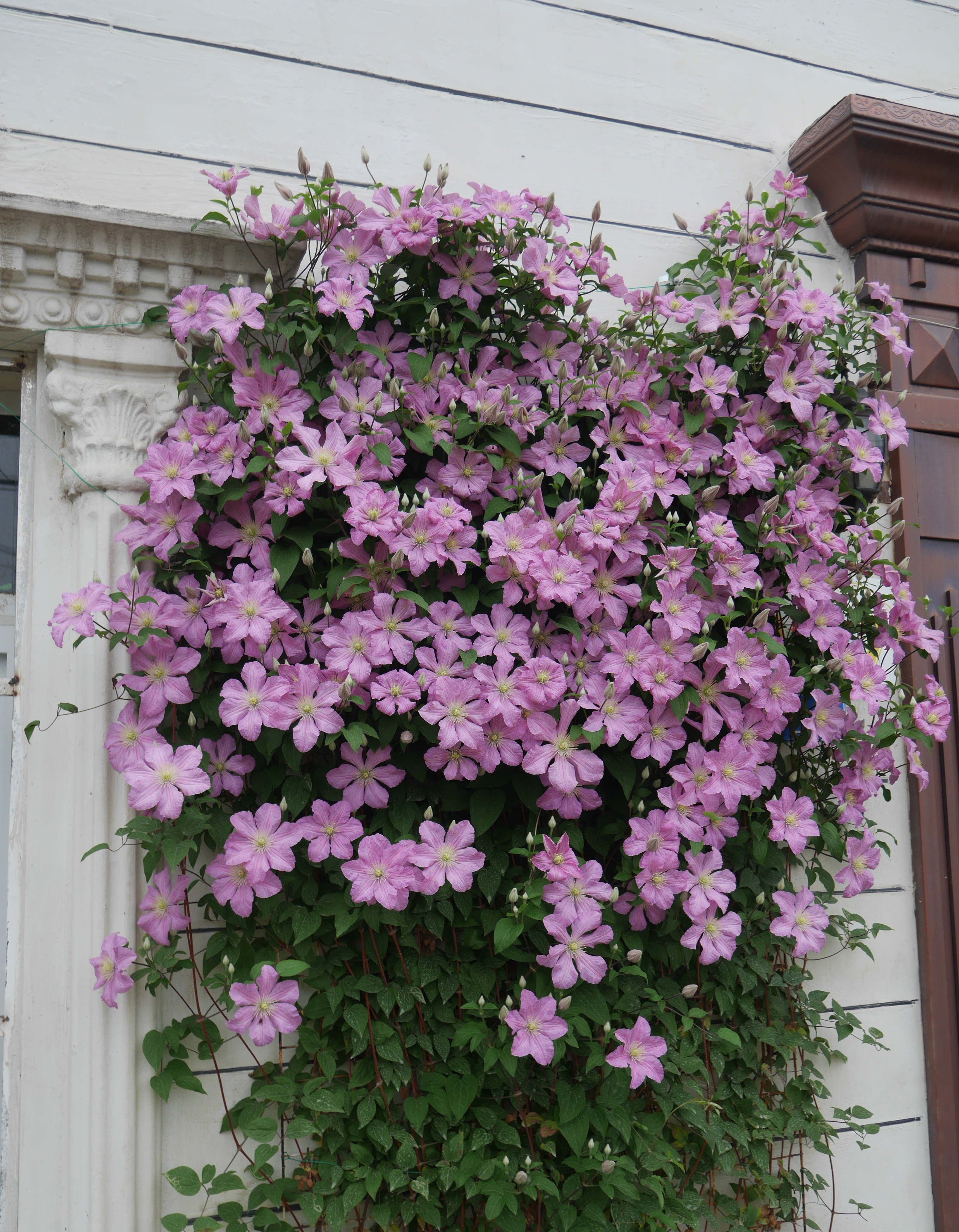 包查德女伯爵铁线莲耐热怎么样,包查德女伯爵