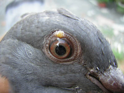 信鸽治疗鸽痘用什么药好得快,小鸽子得了鸽痘应该怎么治疗