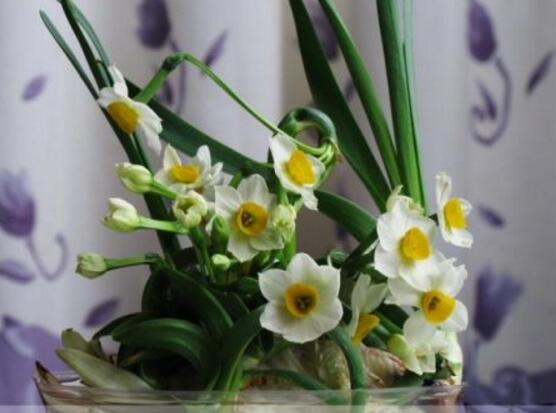 水培水仙花的养殖方法和技巧图解,水培水仙花的养殖方法