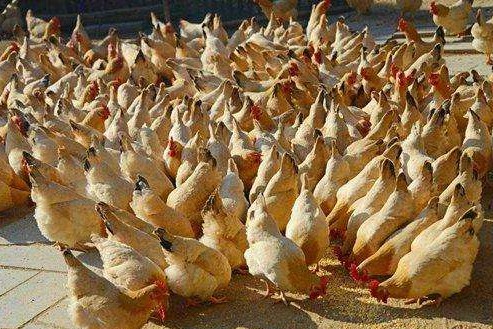 小鸡呼噜甩鼻咳嗽怎么治疗,咳嗽呼噜怎么推拿