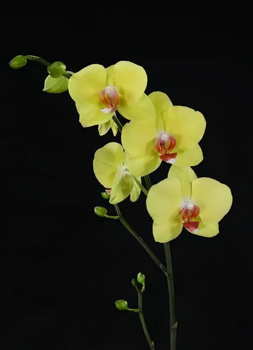 看芦头辨兰花种类,野生兰花种类图片