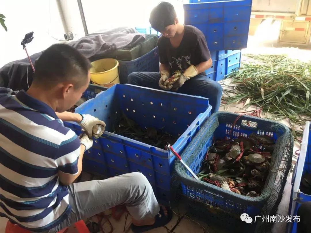 鲜活花盖蟹海鲜直播卖货,新鲜海蟹直播卖货